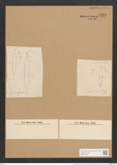 Synedra simbirskiana Grun. (de-Toni-Nr.: Genus 66, Species 2606) Zeichnungen Sammlung Grunow Nr. 5323 (NHMW-BOT-W0373724)